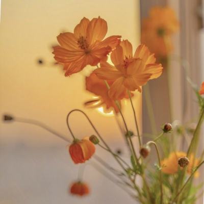 大发黄金版888下载手机app下载